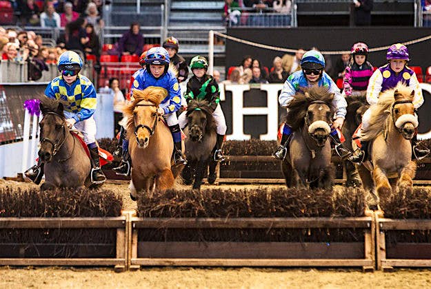 Travel News - Olympia The Shetland Grand National is one of the Olympia Horse Show's highlights