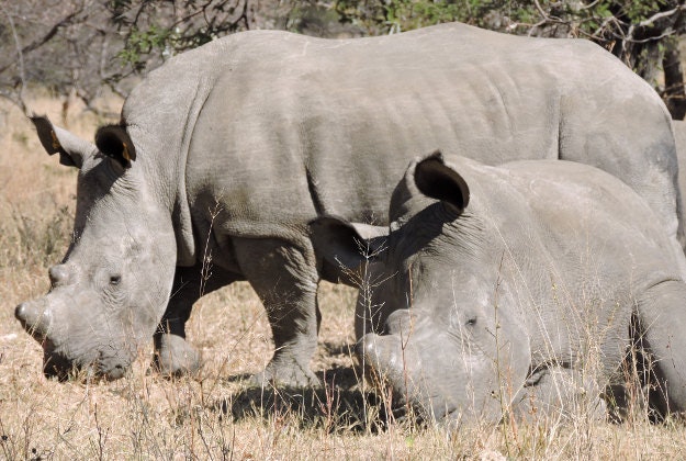 Rhino's in Zimbabwe.