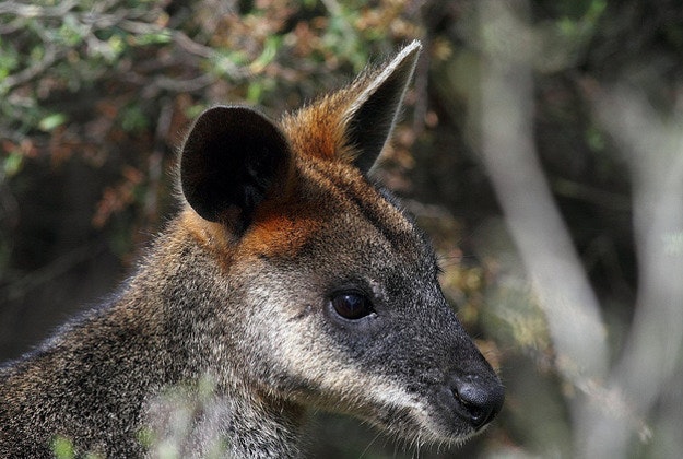 Swamp wallaby.