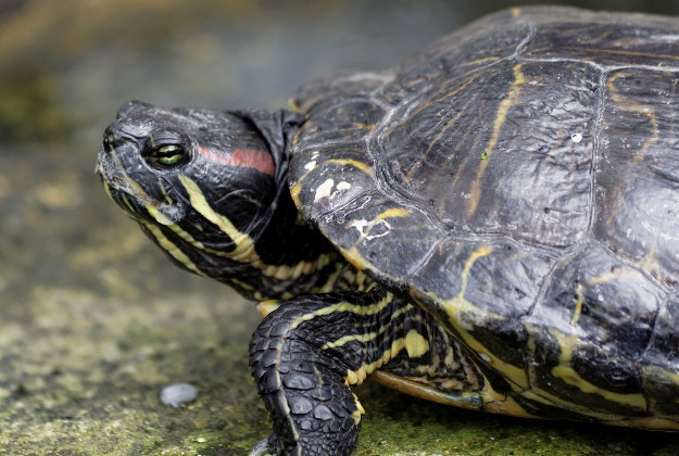 Train-track turtles saved with concrete ditch.