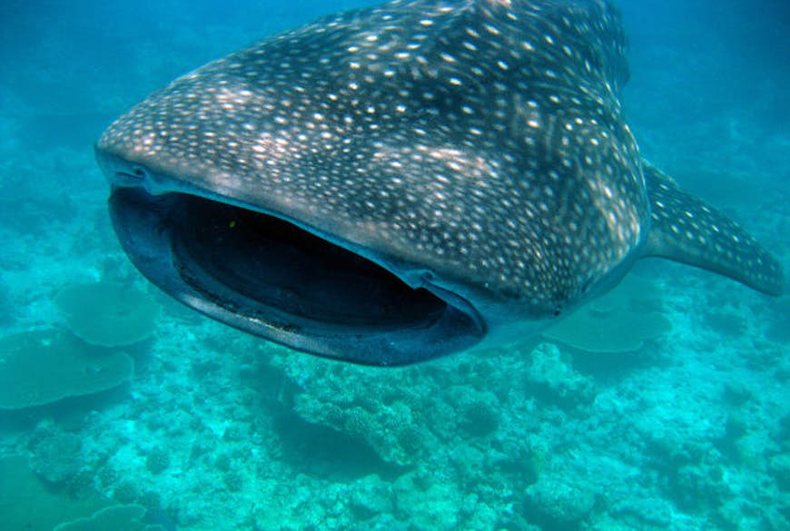 A whale shark swimming off the Maldives.