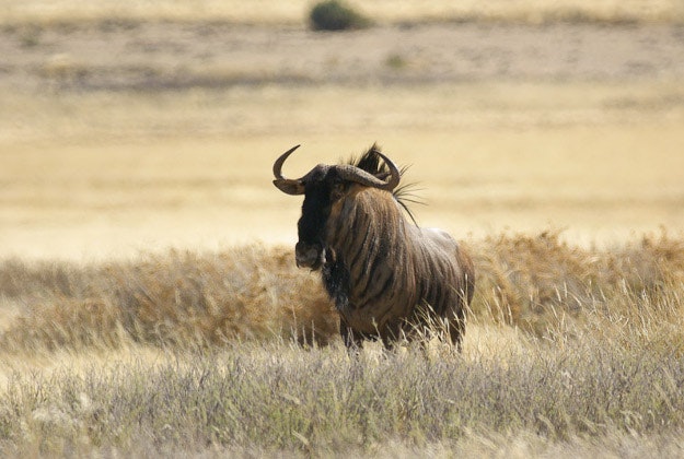 A wildebeest in the Kgalagadi Transfrontier Park.