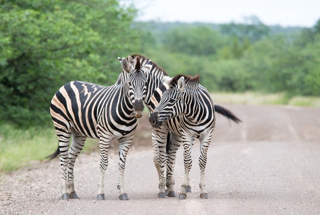 Zebras in the Kruger National Park.