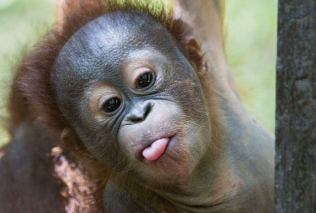 Baby orangutan Gito who is now strong and healthy enough to attend "pre-school" with other apes.