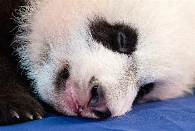 Travel News - bei bei giant panda usa 3 Bei Bei, the National Zoo's newest panda and offspring of Mei Xiang and Tian Tian, falls asleep while being presented for members of the media at the National Zoo in Washington.
