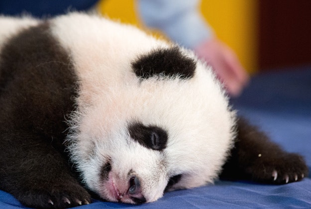 During an audience with a small news media contingent Monday, he was so relaxed that he fell asleep and drooled on an examination table. At nearly 4 months old, Bei Bei weighs more than 17 pounds and is gaining about a pound a week. He?s bigger than his older siblings were at the same age