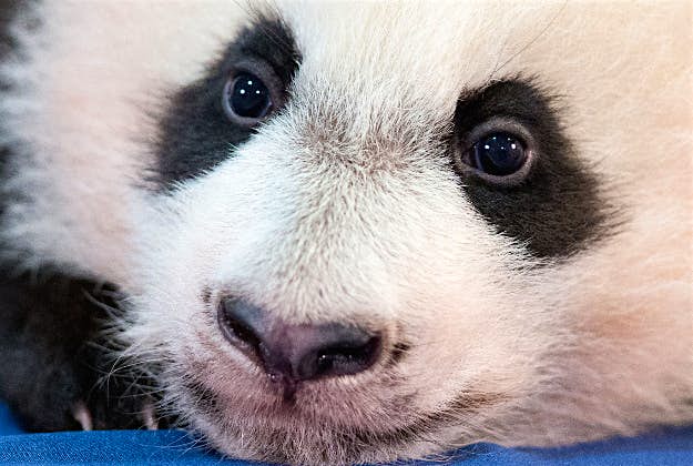 Travel News - bei bei usa panda 2 Bei Bei, the National Zoo's newest panda and offspring of Mei Xiang and Tian Tian, is presented for members of the media at the National Zoo in Washington. The youngest giant panda cub at the National Zoo is ready for his close-up. Bei Bei will make his public debut on Jan. 16.