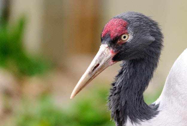 A black-necked crane.