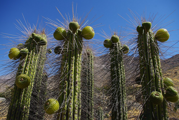 South American Cacti Face Prickly Problem Lonely Planet