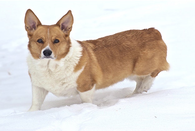 A Corgi bound on an American Airlines flight for Mississippi ended up 3,000 miles away in Hawaii