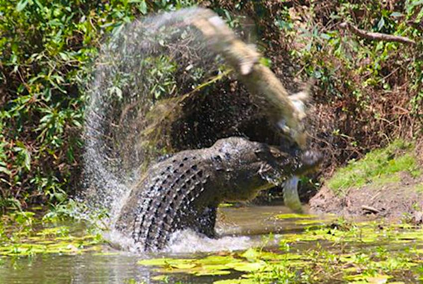 Travel News - croc 1 An enormous crocodile captured attacking and eating a smaller one