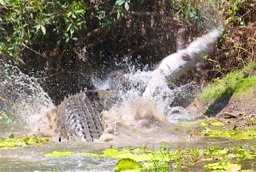 Travel News - croc 2 The smaller crocodile fails to get away