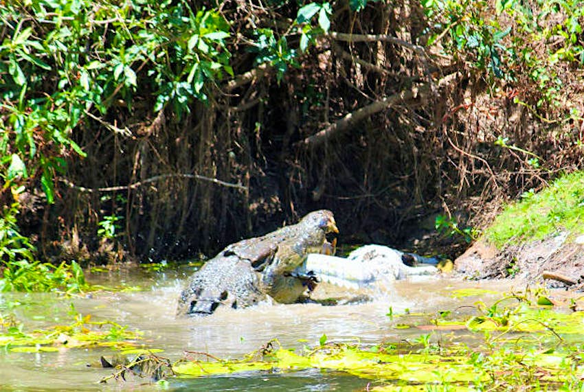 Travel News - croc 3 The bigger of the two crocodiles has a cannibalistic supper