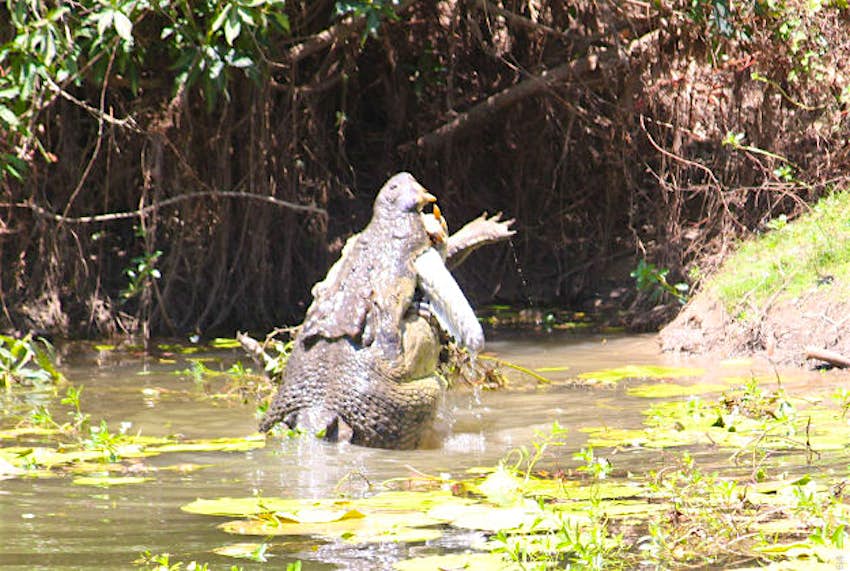 Travel News - croc 4 The crocodile attempts to swallow its meal