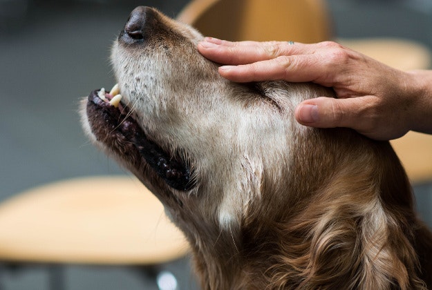 United is bringing dogs to the airport to help stressed out passengers. 