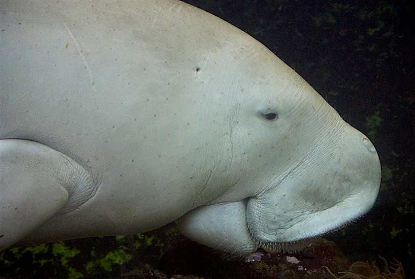 Travel News - dugong The waters around Curtis Island are home to dugongs.