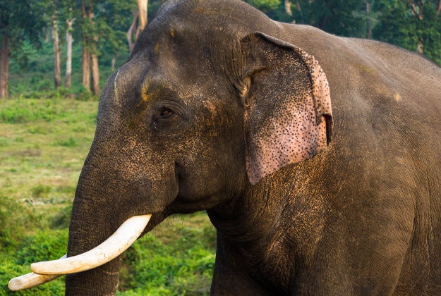India is considered a ban on elephant riding in some areas of the country.