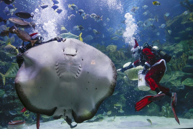 Two divers in Santa suits conduct a fish feeding session as part of the upcoming Christmas celebrations at Aquaria KLCC underwater park in Kuala Lumpur, Malaysia Monday, Dec. 7, 2015. 