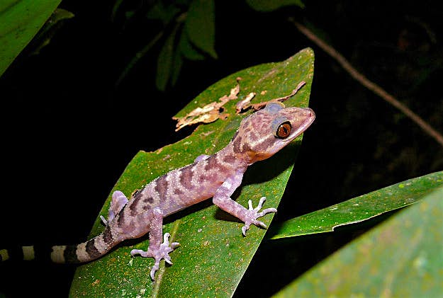 Travel News - Kinabalu Bow-fingered Gecko (Cyrtodactylus baluensis) Kinabalu Bow-fingered Gecko (Cyrtodactylus baluensis)