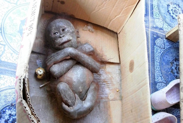 Photo issued by International Animal Rescue of baby orangutan Gito when he was found dumped in a filthy cardboard box and left out in the sun to die in Borneo.