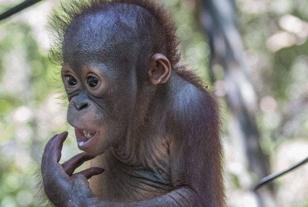 Gito who is now strong and healthy enough to attend "pre-school" with other apes, the British charity said, after he was left to die in a filthy cardboard box in the sun in Borneo.