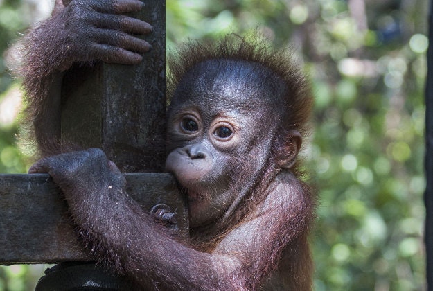 Gito along with other orphaned baby orangutans is undergoing rehabilitation.