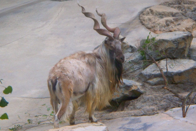 A Markhor goat.