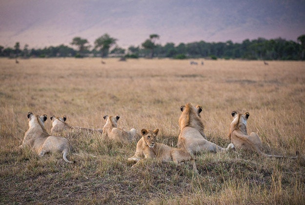In a photograph taken by Make It Kenya 29 September 2015, members of a group of lions known as the Marsh Pride, made famous by wildlife film-makers Jonathan and Angela Scott in the BBC natural history serialisation Big Cat Diary, watch a group of Burchill's Zebra in the distance from the top of an earth mound in Kenya's Masai Mara National Reserve. 