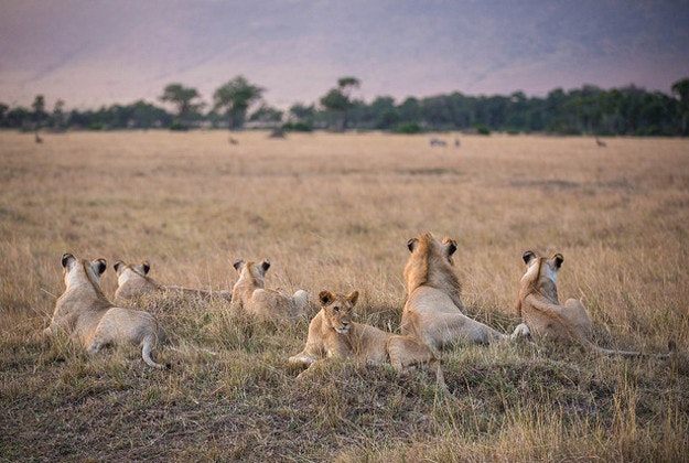 In a photograph taken by Make It Kenya 29 September 2015, members of a group of lions known as the Marsh Pride, made famous by wildlife film-makers Jonathan and Angela Scott in the BBC natural history serialisation Big Cat Diary, watch a group of Burchill's Zebra in the distance from the top of an earth mound in Kenya's Maasai Mara National Reserve.