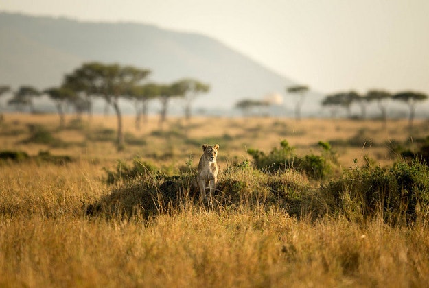 In a photograph taken by Make It Kenya 03 October 2015, a lioness from the Marsh Pride sits among grass just after sunrise in the Mara Triangle, part of Kenya's wider Masai Mara ecosystem. 
