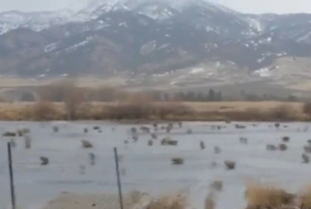A user video captures thousands of tumbleweeds rolling across Montana. 
