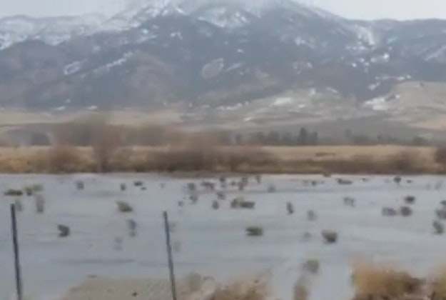 A user video captures thousands of tumbleweeds rolling across Montana.