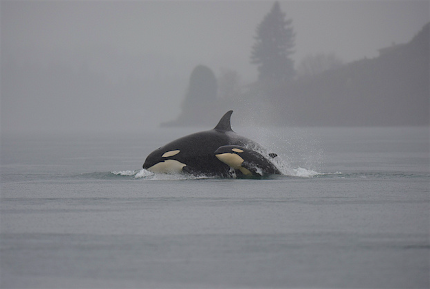 Travel News - orcas Orcas in the wild.
