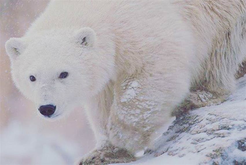 Travel News - polarbears2 The Assiniboine Park Zoo in Winnipeg, Manitoba is asking for help naming two new polar bear cubs that were brought to the zoo after they were orphaned.