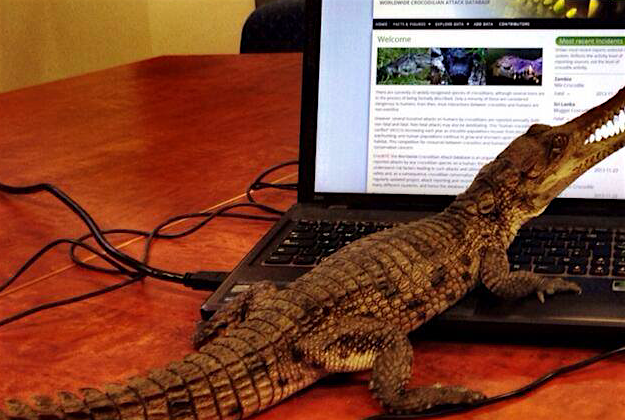 Travel News - pygmycroc Australian doctor wants to crowdfund research into pygmy crocodiles.
