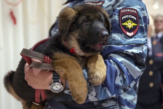 A Russian police officer holds a puppy, named Dobrynya, before presenting it to French police in the French Embassy in Moscow, Russia, Monday, Dec. 7, 2015. Russian police puppy Dobrynya will take place of a French service dog Diesel which died in a special operation held in Paris on November 18. 