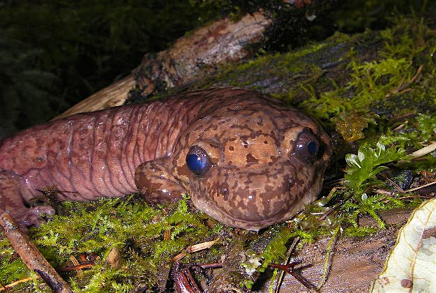 Travel News - salamander1 A salamander which scientists believed may be 200 years old was serendipitously discovered recently in China