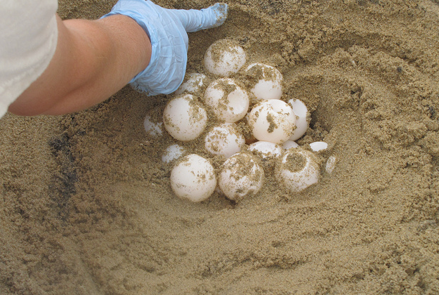 Sea turtle eggs.