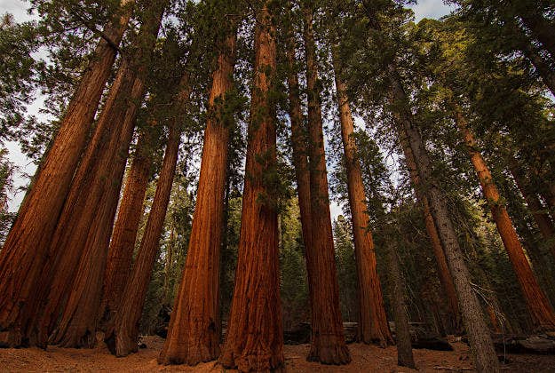 Travel News - sequoia Sequoia National Park in California.