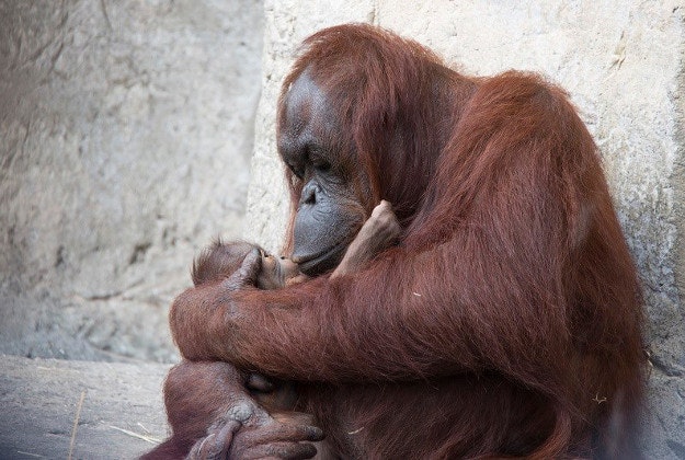 An endangered male Bornean orangutan was born 21 December at the Tampa zoo.