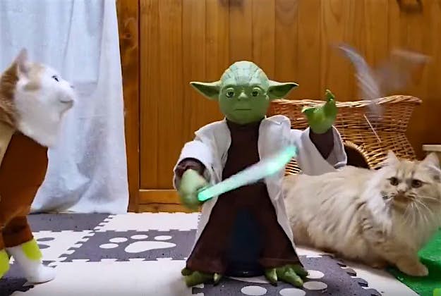 Travel News - yoda An animatronic Yoda teaches three cats to become Jedi