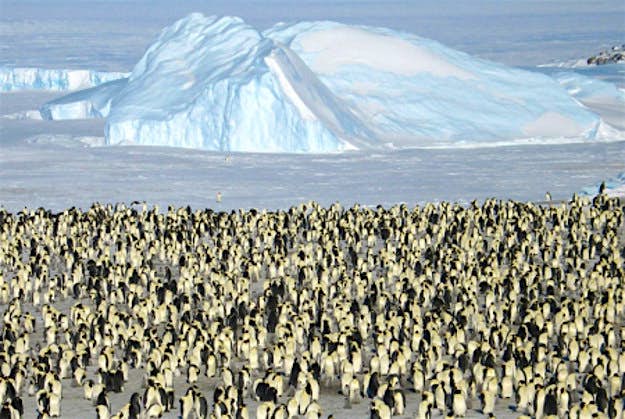 Travel News - 1-The-6000-strong-Emperor-colony-prepared_450_450 Take a short flight to Atka Bay to visit a large Emperor Penguin colony.