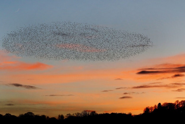 Starlings perform a murmuration at sunset over Gateshead in Tyne and Wear. The reason for the spectacle is not definitively known, with theories ranging from a defence mechanism against predators to attracting more birds to join their roost. 