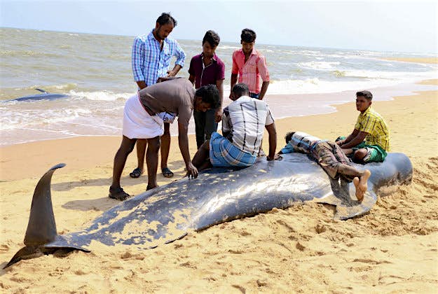 Travel News - 10875298-1 People look at one among the dozens of whales that have washed ashore on the Bay of Bengal coast's Manapad beach in Tuticorin district, Tamil Nadu state, India, Tuesday, Jan.12, 2016. More than 80 whales have washed ashore on India's southern coast. The top government official in the southeastern port town of Tuticorin said the short-finned pilot whales began washing up on beaches Monday evening.