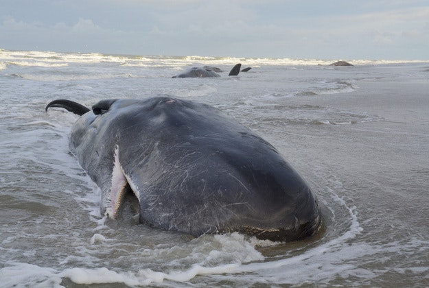 In this image released on Wednesday Jan. 13, 2016, by Ecomare nature museum, seal sanctuary, sea aquarium and a bird sanctuary, five sperm whales that beached on the Dutch island of Texel, northern Netherlands, have died. The whales were first spotted stranded on a beach on Tuesday. Experts confirmed on Wednesday that all five were dead. It was not clear how the whales came to beach themselves on the island in the shallow Wadden Sea off the northern coast of the Netherlands. 