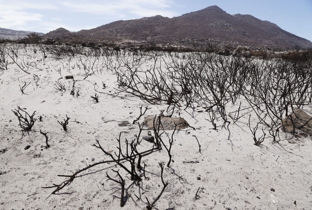 Burnt bushes scar the landscape after a recent fire near Scarborough on the outskirts of Cape Town, South Africa, Thursday, Jan. 14, 2016. Extreme weather conditions including windy weather hampered efforts in recent days to bring fire's under control on the outskirts of Cape Town. 