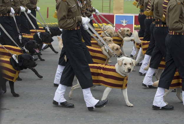 The Indian army dog contingent marches during the Army day parade in New Delhi, India, Friday, Jan. 15, 2016. The Indian army is the third largest army in the world. 