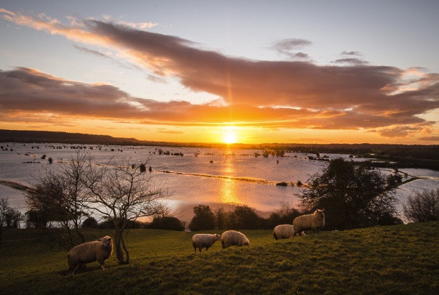 Sheep graze on the ancient Somerset site of Burrow Mump as the sun rises over the flooded Somerset Levels as colder weather and clearer overnight skies take hold across parts of the UK with frost and snow forecast. 