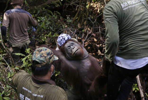 Conservationists from Borneo Orangutan Survival Foundation carry a tranquilized orangutan.