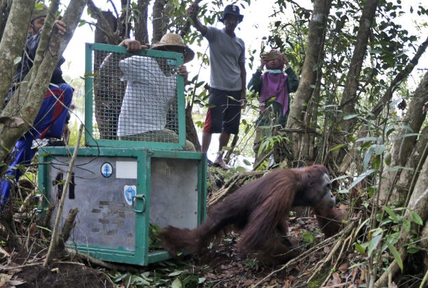 Conservationists of the Borneo Orangutan Survival Foundation release a rescued orangutan. 